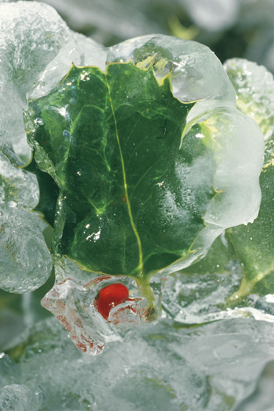 Agrifoglio ricoperto di ghiaccio 