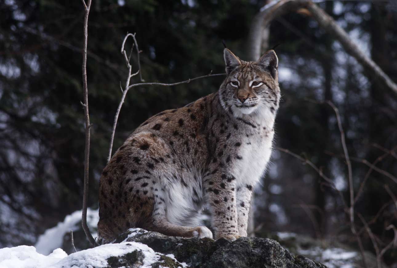 Lince europea Lince europea (Lynx lynx) anche detta lince eurasiatica.
De Agostini Picture Library