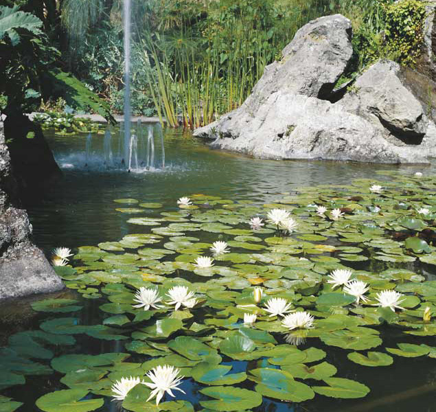 Fiori di ninfea alba Fiori di ninfea alba.
© De Agostini Picture Library.