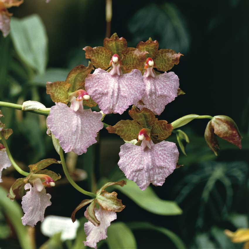 Orchidea Odontoglossum Orchidea Odontoglossum.
De Agostini Picture Library