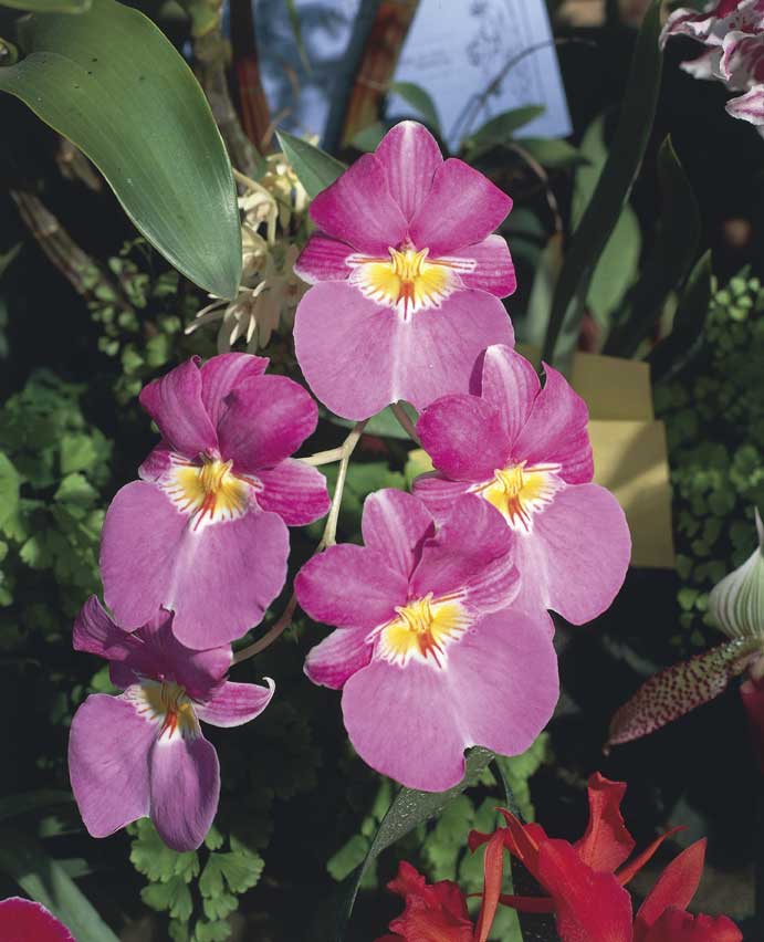 Orchidea Brassolaelio Cattleya Orchidea Brassolaelio Cattleya.
De Agostini Picture Library