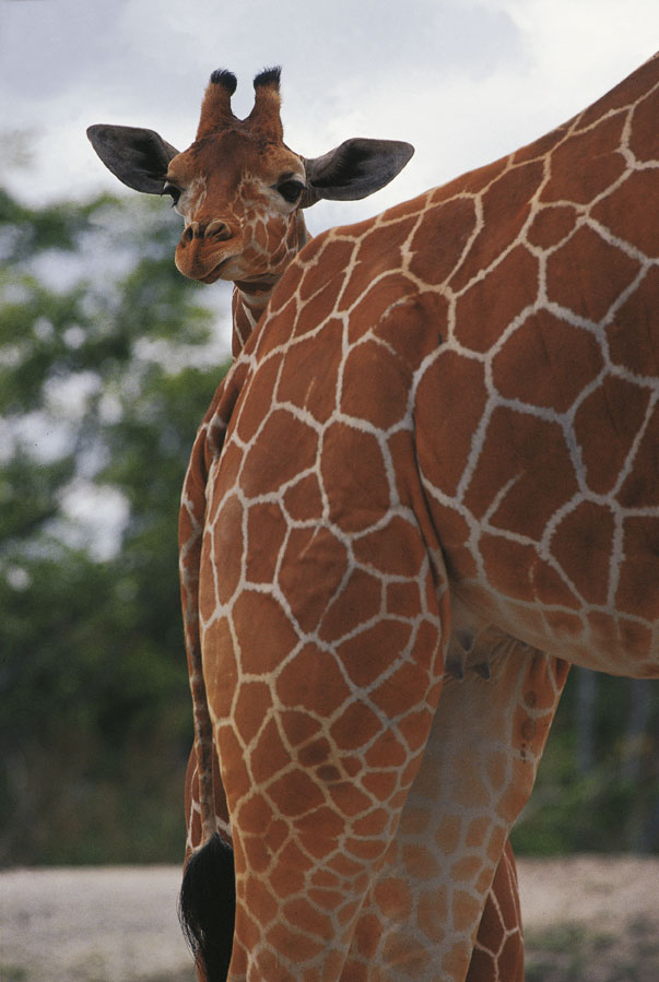 Giraffa La fisionomia della giraffa è caratterizzata dalla vistosa lunghezza del collo dovuta all'eccezionale allungamento delle 7 vertebre cervicali. Il neonato, alla nascita, è già alto 1,70-2 m e pesa 50-70 kg; in natura la vita media della giraffa pare sia sui 20 anni, più lunga in cattività.