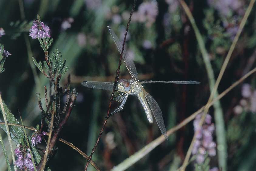 Odonata Esemplare di Odonata (Libellula). Le caratteristiche del ciclo biologico e l'ampia valenza ecologica rendono tali insetti un valido strumento per l'analisi della biodiversità e quindi buoni indicatori biologici.
© De Agostini Picture Library.
