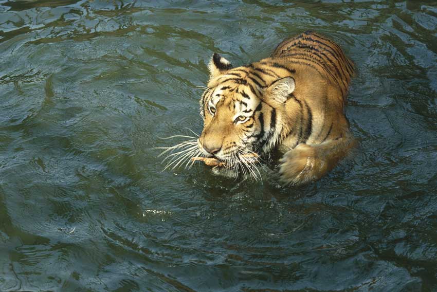 tigre reale del Bengala Esemplare di tigre reale del Bengala (Panthera tigris tigris), anche detta tigre del Bengala o tigre indiana.
De Agostini Picture Library