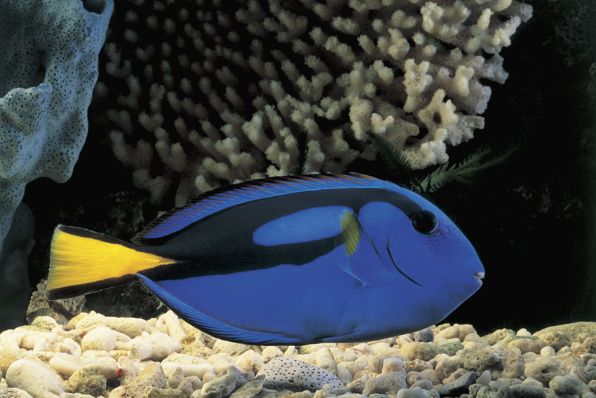 Paracanthurus Hepatus Esemplare di Paracanthurus Hepatus, un pesce blu con zone nere e giallo oro, come la pinna caudale.
© De Agostini Picture Library.