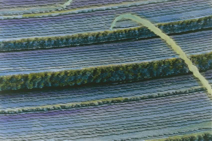 Cristallino dell'occhio Struttura stratificata del cristallino dell'occhio al microscopio.
© De Agostini Picture Library