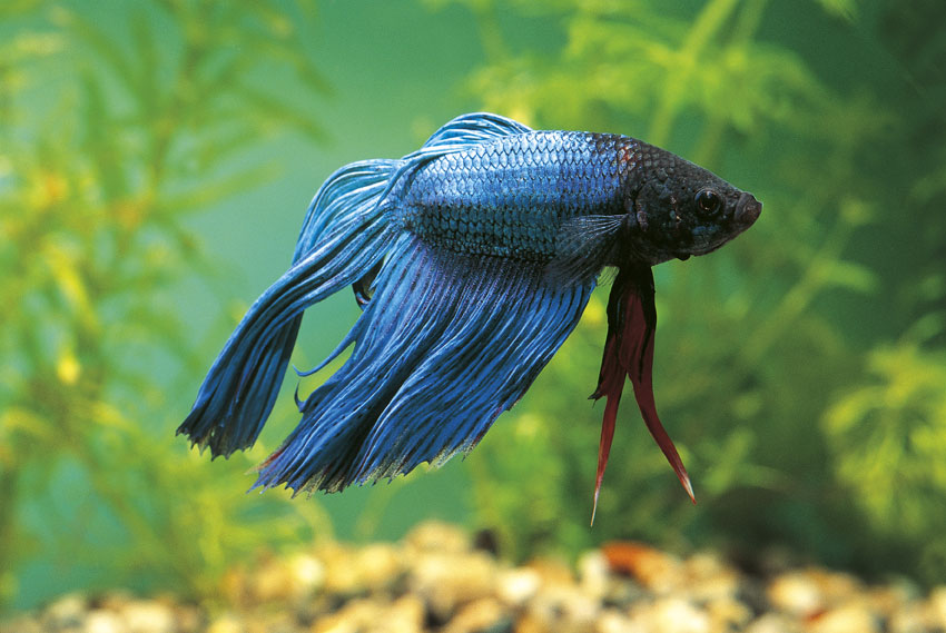 Betta Splendens Esemplare di Betta Splendens, comunemente noto come pesce combattente. È diffuso nel Sud-est asiatico e ha corpo blu metallico.
© De Agostini Picture Library.