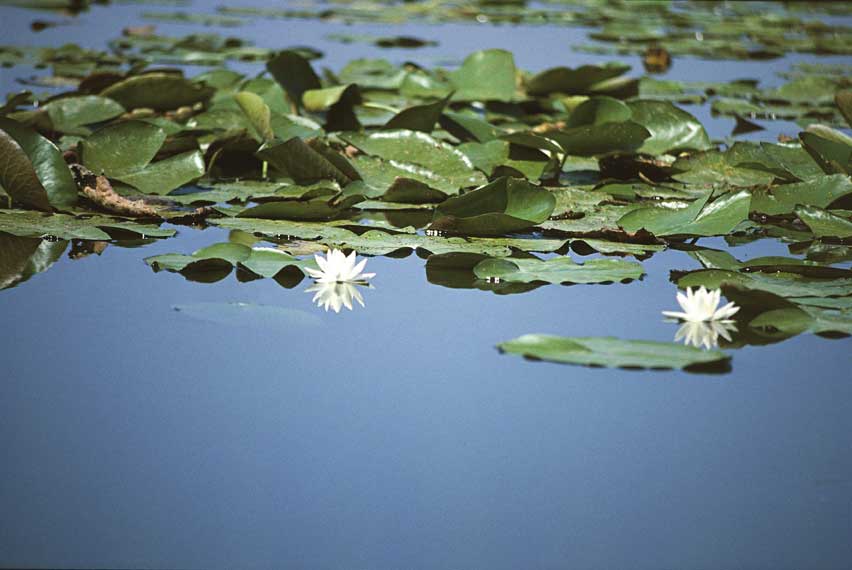 Ninfee, Oasi di Argenta e Marmorta Ninfee presso l'Oasi di Argenta e Marmorta, Emilia Romagna.
© De Agostini Picture Library.