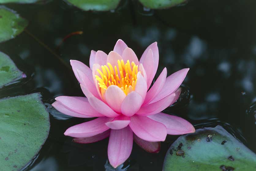 Ninfea perfecta Ninfea perfecta.
© De Agostini Picture Library.