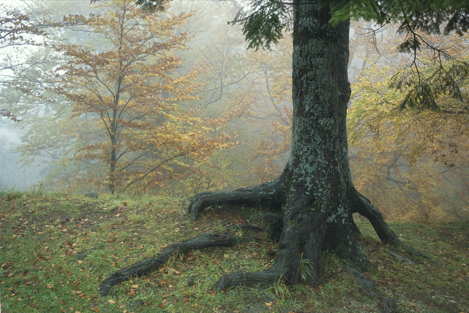 Le nebbie autunnali Oggi sento nel cuore
un vago tremore di stelle,
ma il mio sentiero si perde
nell'anima della nebbia.
(Federico Garcia Lorca)