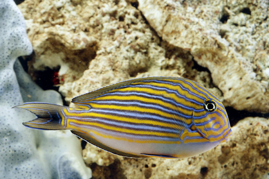Acanthurus Lineatus Esemplare di Acanthurus Lineatus, noto come Pesce chirurgo in pigiama o lineato a causa del suo corpo ricoperto di righe.
© De Agostini Picture Library.