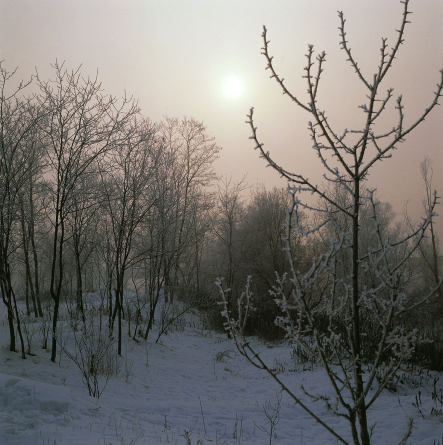 Alberi in una giornata invernale 