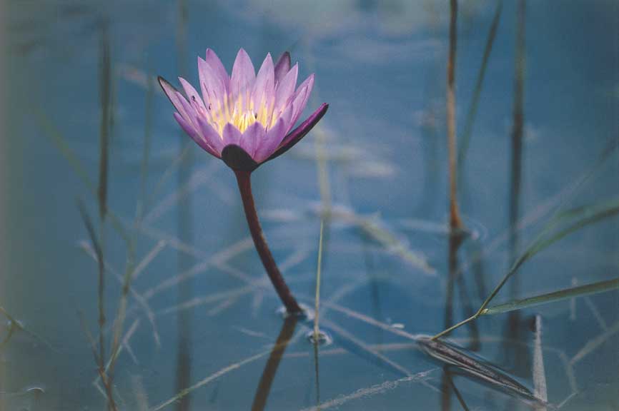 Ninfee, Zambia Ninfea nel fiume Zambesi, Zambia.
© De Agostini Picture Library.