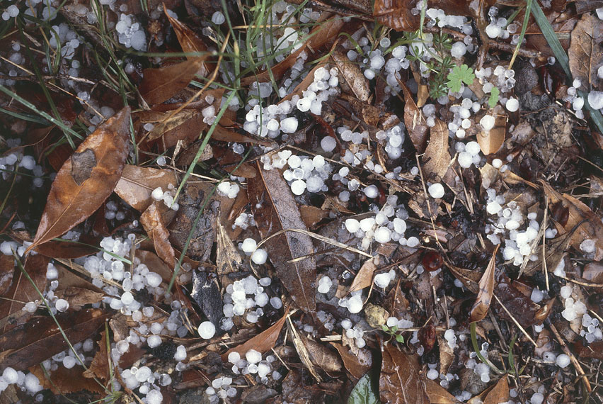 Chicchi di grandine sul terreno La grandine è una precipitazione atmosferica solida costituita da granuli di ghiaccio di forme e dimensioni varie generalmente collegata con manifestazioni temporalesche e più frequente nelle stagioni e nelle ore calde. 