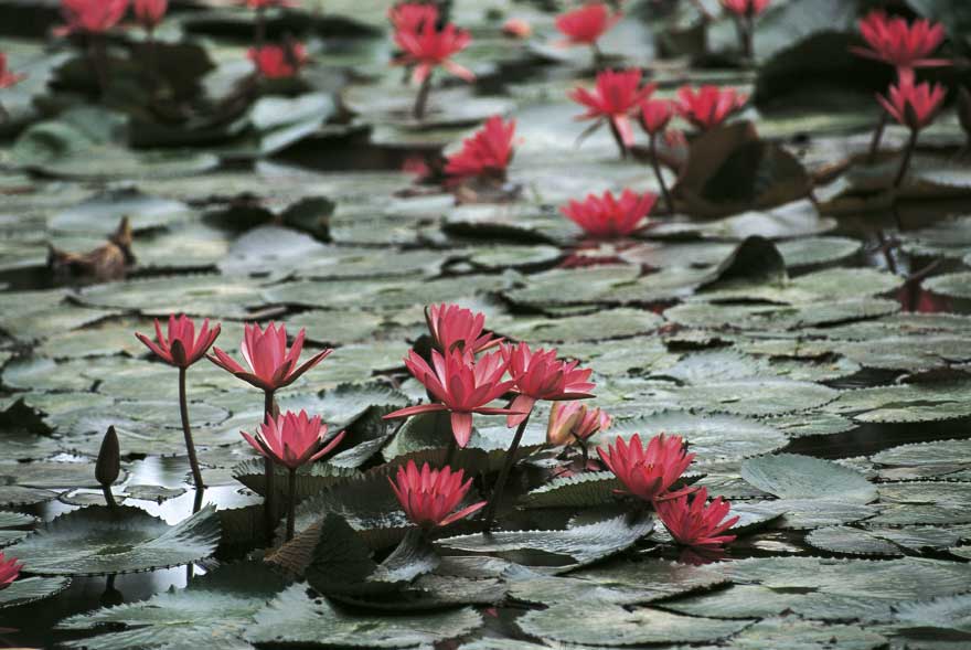 Laos Laos, Louangphrabang (Luang-Prabang).
© De Agostini Picture Library
