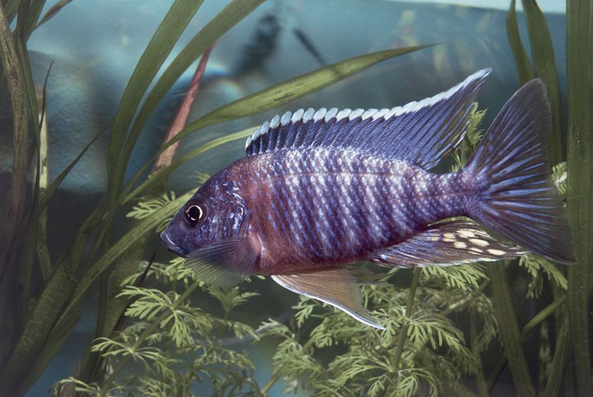 Aulonocara nyassae Questo esemplare di Aulonocara nyassae, una specie endemica del Lago Malawi, è uno dei pesci più colorati al mondo.
© De Agostini Picture Library.