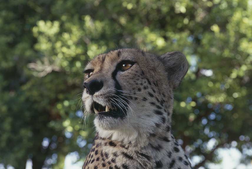 Ghepardo Esemplare di ghepardo (Acinonyk jubatus). Fotografato nel parco nazionale Etosha situato nel nord della Namibia.
De Agostini Picture Library