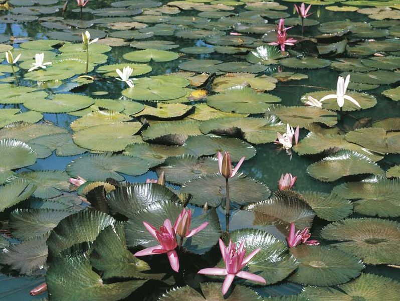 Ninfee Ninfee.
© De Agostini Picture Library.
