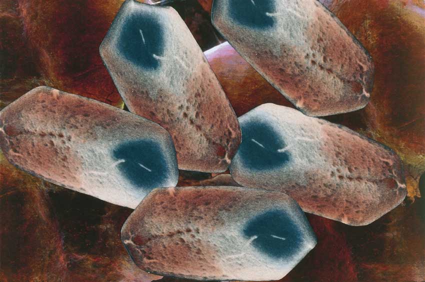 Otoliti del labirinto dell'orecchio Otoliti del labirinto dell'orecchio al microscopio.
© De Agostini Picture Library