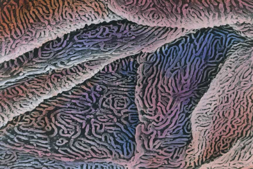 Mucosa Esofagea Mucosa esofagea al microscopio.
© De Agostini Picture Library