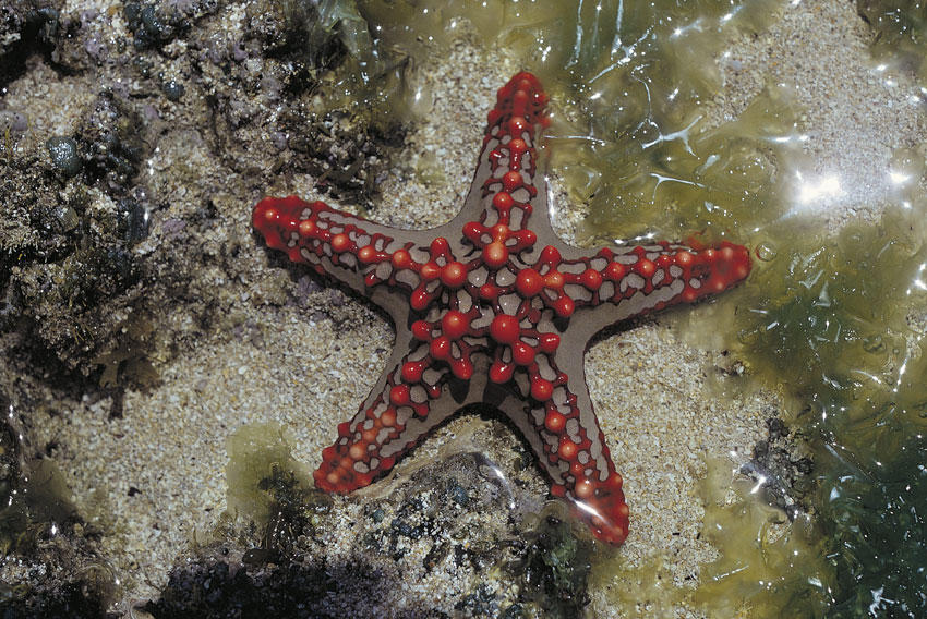 stella marina Immagine di un esemplare di stella marina, un invertebrato appartenente al phylum degli Echinodermi.
© De Agostini Picture Library.