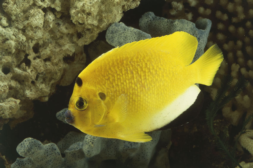Holacanthus trimaculatus Esemplare di Holacanthus trimaculatus, chiamato Pesce angelo a tre macchie a causa delle macchie dietro l'occhio e sulla fronte.
© De Agostini Picture Library.