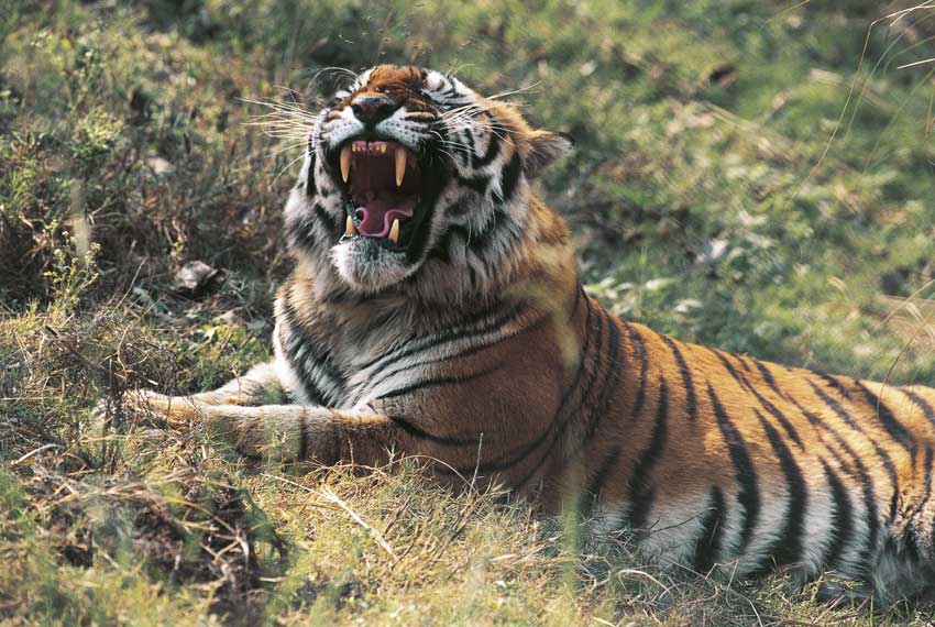 tigre reale del Bengala Esemplare di tigre reale del Bengala (Panthera tigris tigris), anche detta tigre del Bengala o tigre indiana.
De Agostini Picture Library