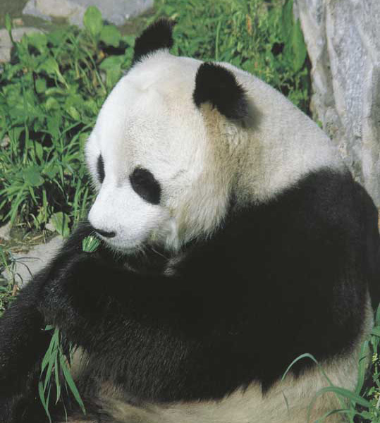 Panda Il panda è divenuto, anche grazie al WWF, simbolo degli animali a rischio d'estinzione.
© De Agostini Picture Library.