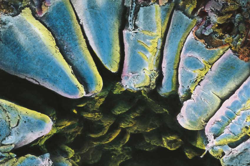 Intestino Crasso Intestino crasso al microscopio.
© De Agostini Picture Library