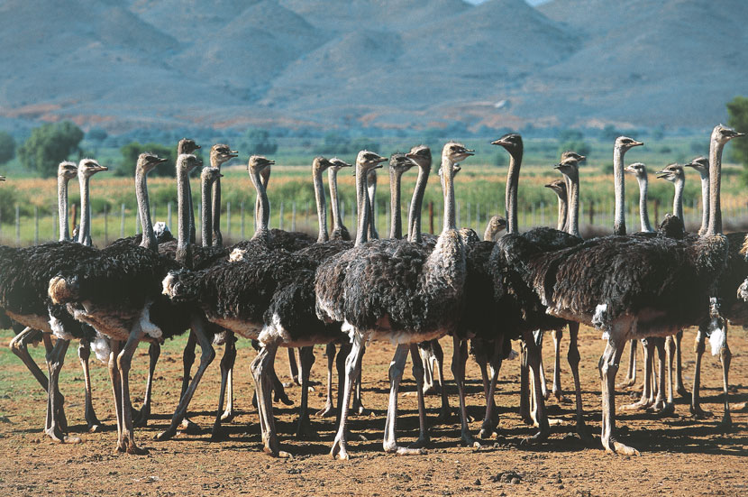Allevamento di struzzi a Oudtshoorn Oudtshoorn è una cittadina nella provincia del Capo Occidentale circondata per decine di chilometri da allevamenti di struzzi. Divenne prospera alla fine dell'Ottocento quando in Europa e in America le penne di struzzo erano assai richieste per decorare abiti, cappelli e ventagli.