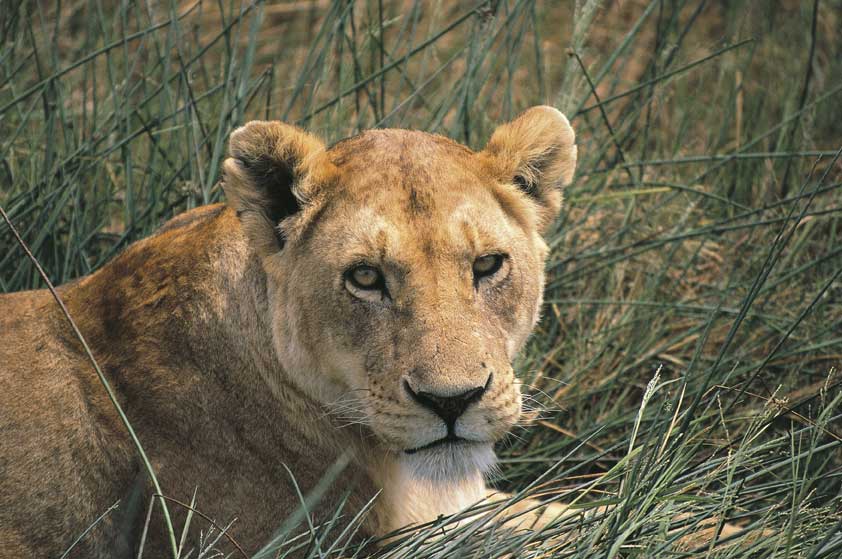 Leonessa Esemplare di leonessa, fotografata nella riserva faunistica di Masai Mara in Kenya.
De Agostini Picture Library